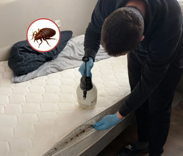 Technicien traitant un matelas contre les punaises de lit à Beauchamp